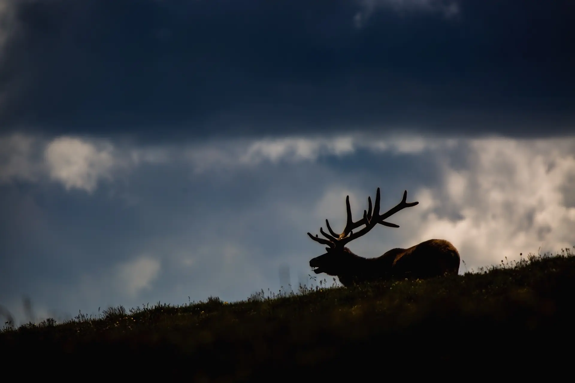 Bull Elk Rocky Mountain National Park in Sillhouette with clouds in the background
