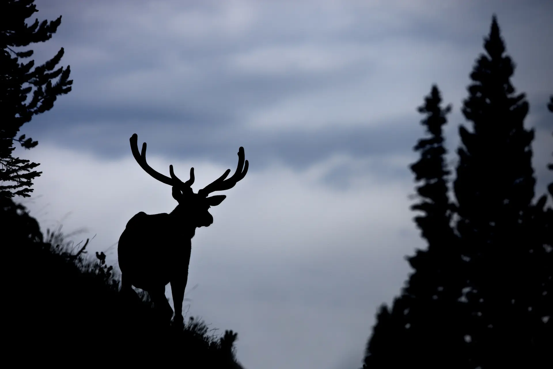 Mule Deer in Sillhouette against cloudy sky in montana mountain range