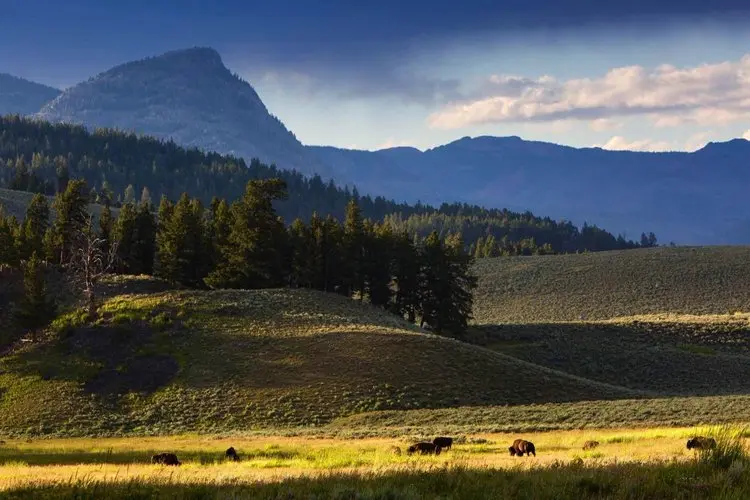 Mountain Valley Pasture
