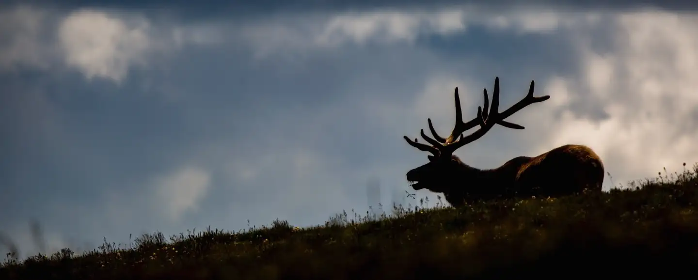 Bull Elk in Colorado The Reason to Shop this Gun Store in Dallas