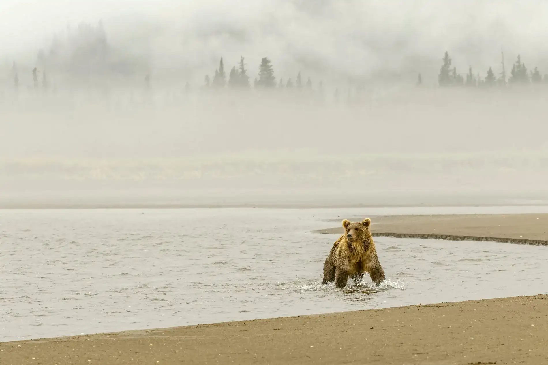 Grizzly Bear in a Rive in Alaska